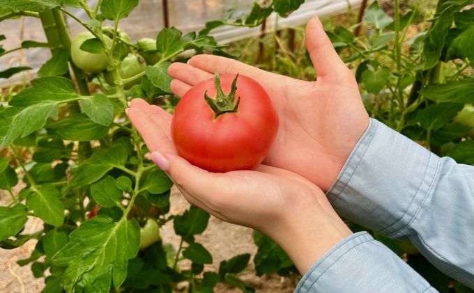 京都府南山城村のふるさと納税 【旬な時期にお届け♪7月下旬より随時配送】内藤おじちゃんが育てる採れたて新鮮な童仙房高原トマト2kgセット◎エコファーマー認定者◎京都府南山城村産 野菜 夏野菜 リコピン サラダ 緑黄色野菜