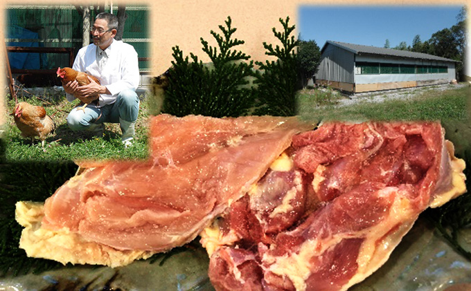 岐阜県海津市のふるさと納税 神代の味 奥美濃古地鶏肉セット お肉 モモ むね肉 もも肉 冷凍 オレイン酸 まろやか