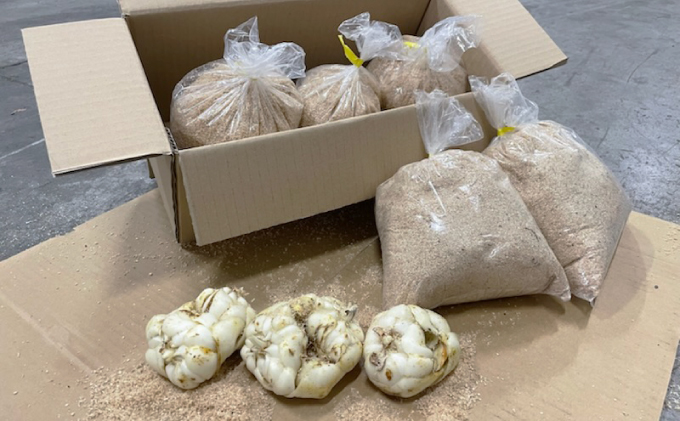 規格外】十勝幕別 忠類ゆり根 1.5kg（M～2L）9～15玉【 北海道 幕別町