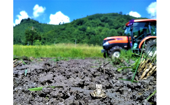 新潟県魚沼市のふるさと納税 生産者直送！魚沼産コシヒカリ【雪里米 ふるさとまい】 精米3kg×2 6ヶ月連続お届け お米 ライス ご飯 主食 新潟県産 産地直送 定期便 半年 6回