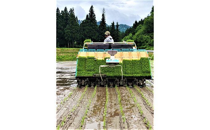 新潟県魚沼市のふるさと納税 生産者直送！魚沼産コシヒカリ【雪里米 ふるさとまい】 精米3kg×2 6ヶ月連続お届け お米 ライス ご飯 主食 新潟県産 産地直送 定期便 半年 6回