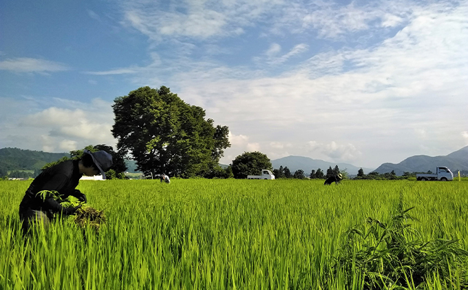 新潟県魚沼市のふるさと納税 生産者直送！魚沼産コシヒカリ【雪里米 ふるさとまい】 精米3kg×2 6ヶ月連続お届け お米 ライス ご飯 主食 新潟県産 産地直送 定期便 半年 6回