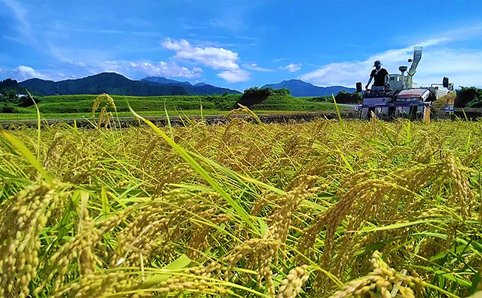 新潟県魚沼市のふるさと納税 生産者直送！魚沼産コシヒカリ【雪里米 ふるさとまい】 精米3kg×2 6ヶ月連続お届け お米 ライス ご飯 主食 新潟県産 産地直送 定期便 半年 6回