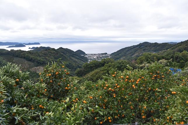 和歌山県湯浅町のふるさと納税 U6241n_【2026年先行予約】「高級 田村みかん」 青秀 約5kg Sサイズ 和歌山県有田産 有田みかん