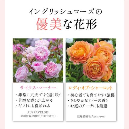 イングリッシュローズ】 デビッド・オースチン バラ鉢苗 （バラ専用