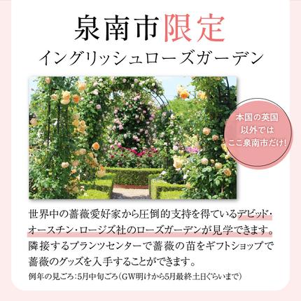 イングリッシュローズ】 デビッド・オースチン バラ鉢苗 （バラ専用