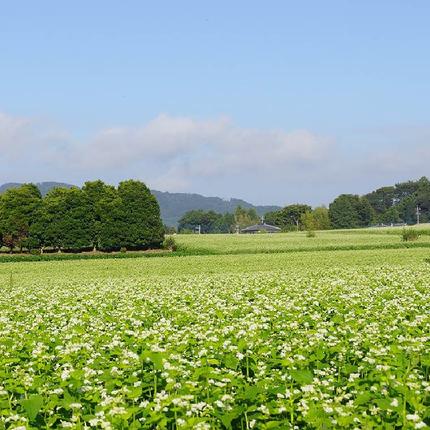 茨城県行方市のふるさと納税 【茨城県共通返礼品／桜川市】【常陸秋そば】石臼挽き早刈りそば粉 1kg×6袋入｜そば そば粉 常陸秋そば 茨城県共通返礼品 桜川市 年越しそば 茨城県 行方市(DX-29)
