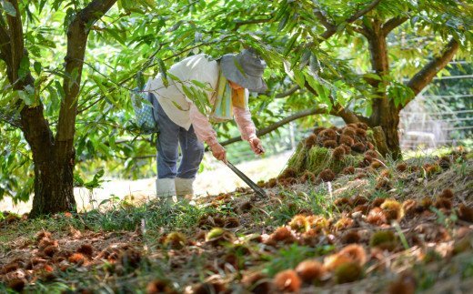 宮崎県美郷町のふるさと納税 和菓子 栗の渋皮煮 200g×5袋 セット [農林産物直売所 美郷ノ蔵 宮崎県 美郷町 31ab0094] 栗 国産 和栗 栗の渋皮煮 ギフト 栗づくし 和菓子 スイーツ おせち 宮崎県産 美郷産 送料無料 母の日 父の日 プレゼント ギフト 贈り物 おやつ お菓子 手作り 手づくり お試し