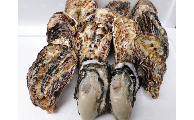 岡山県瀬戸内市のふるさと納税 牡蠣 2026年 先行予約 殻付き牡蠣 お徳用 一斗缶 （小粒 約100個、約10kg） 山銀商店 瀬戸内海虫明湾産 生牡蠣 かき 魚介類 カキ 軍手 ナイフ付き 加熱調理用