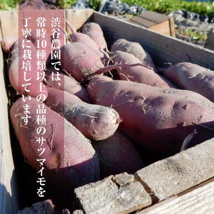 茨城県行方市のふるさと納税 【2025年11月より順次発送】2025年度産 いろんなさつまいも食べ比べセット 約2.5kg(5～8品種)|さつまいも サツマイモ いも 芋 食べ比べ 茨城県 行方市（BZ-16）