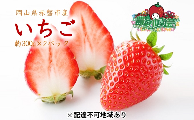 岡山県赤磐市のふるさと納税 いちご 2026年 先行予約 約300g×2パック 当日収穫発送！ イチゴ 苺 フルーツ 果物 岡山 赤磐市産 農マル園芸 あかいわ農園 果物類