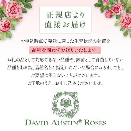 イングリッシュローズ】 デビッド・オースチン バラ鉢苗 （バラ専用