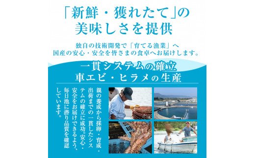 鹿児島県霧島市のふるさと納税 A0-331 鹿児島県産！薩摩隼人ひらめ230g以上(2～3P)【MBC開発】