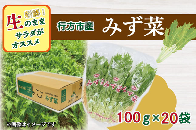 茨城県行方市のふるさと納税 AE-54 JAなめがたしおさい直送「みず菜」100g×20袋