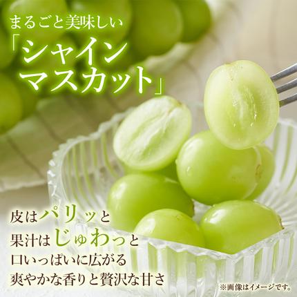 岡山県玉野市のふるさと納税 ぶどう 2026年 先行予約 ご家庭用 シャイン マスカット 約2kg 糖度抜群！ 【9月上旬～順次発送分】 ブドウ 葡萄  岡山県産 国産 フルーツ 果物 果物類