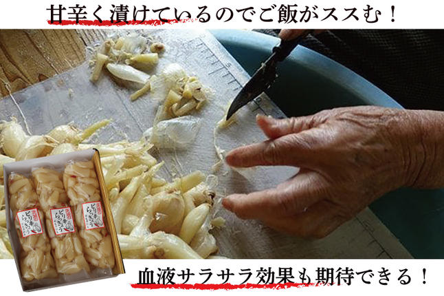 茨城県行方市のふるさと納税 BC-3☆茨城のピリ辛らっきょう