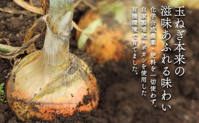 北海道 新しのつ産 有機栽培 玉ねぎ M-L サイズ混合 約10kg 玉葱