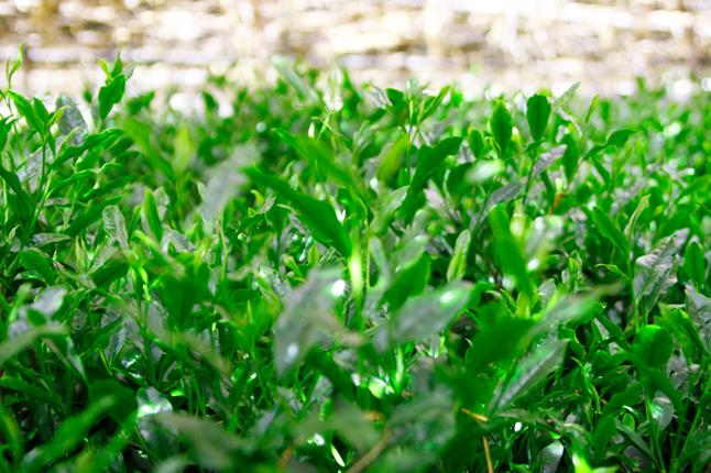 京都府宇治田原町のふるさと納税 【合組企画】宇治田原玉露と宇治煎茶のお詰合せ～最高茶師～〈お茶 茶 煎茶 緑茶 茶葉 玉露 詰合せ 最高茶師 大臣賞 飲料 加工食品〉