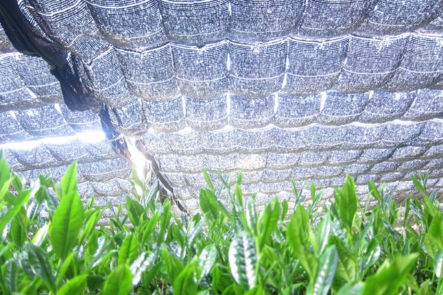 京都府宇治田原町のふるさと納税 【合組企画】宇治茶を素朴に仕上げた雁が音のお詰合せ～最高茶師～〈お茶 茶 煎茶 緑茶 茶葉 雁が音 茎茶 詰合せ 最高茶師 大臣賞 飲料 加工食品〉