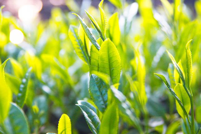 京都府宇治田原町のふるさと納税 【合組企画】宇治田原玉露と宇治煎茶のお詰合せ～最高茶師～〈お茶 茶 煎茶 緑茶 茶葉 玉露 詰合せ 最高茶師 大臣賞 飲料 加工食品〉