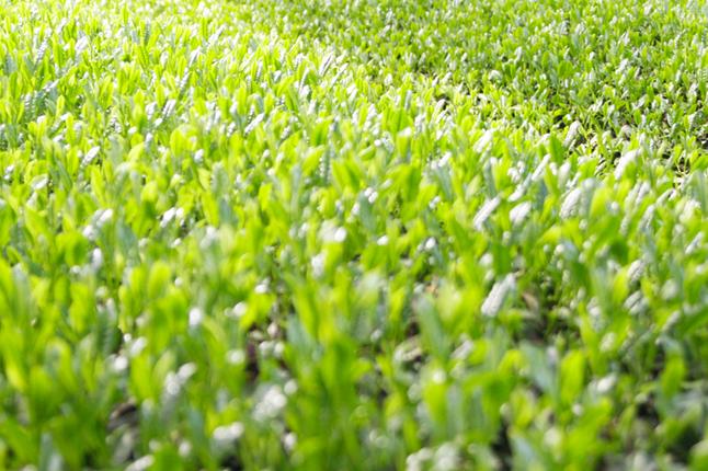 京都府宇治田原町のふるさと納税 【合組企画】宇治茶を素朴に仕上げた雁が音のお詰合せ～最高茶師～〈お茶 茶 煎茶 緑茶 茶葉 雁が音 茎茶 詰合せ 最高茶師 大臣賞 飲料 加工食品〉