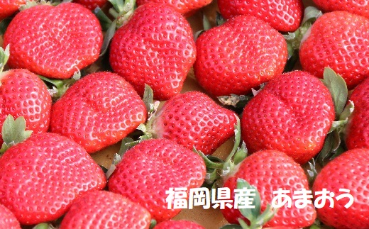 福岡県福津市のふるさと納税 【2027年1月より順次発送】福岡県産ブランドいちご2種食べ比べセット「あまおう」「さちのか」各2パック計1,160g★あんずの里[H0073]