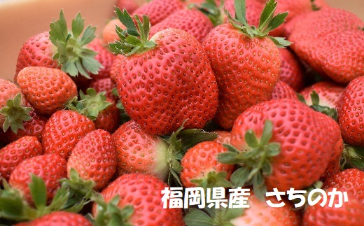 福岡県福津市のふるさと納税 【2027年1月より順次発送】福岡県産ブランドいちご2種食べ比べセット「あまおう」「さちのか」各2パック計1,160g★あんずの里[H0073]