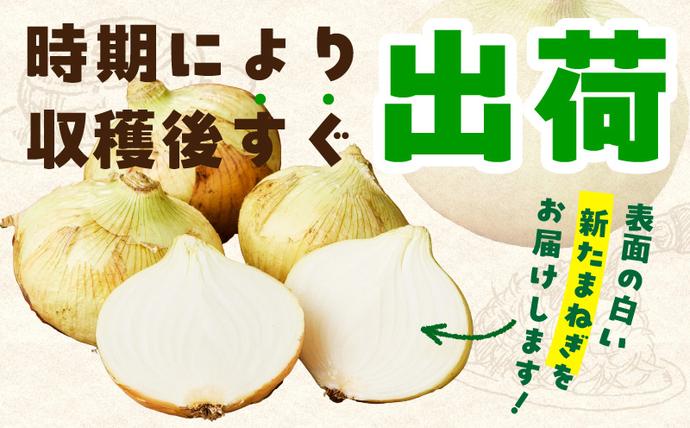 大阪府泉佐野市のふるさと納税 【先行予約】射手矢さんちの泉州たまねぎ 10kg【玉ねぎ タマネギ 玉葱 甘い 野菜 国産 期間限定 オニオン スライス サラダ カレー シチュー バーベキュー BBQ 肉じゃが TVで紹介！】 G3686