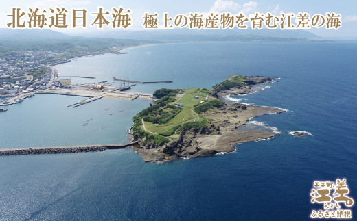北海道江差町のふるさと納税 『檜山海参』 2本 北海道産潜水手採り最高級なまこ　中華料理の最高級食材　北海道檜山産フリーズドライなまこ　真空凍結寒干刺参　フリーズドライ製法でナマコ本来の成分と風味を保持　水戻りも早い　北海道産干しナマコ　国産ナマコ　海鼠
