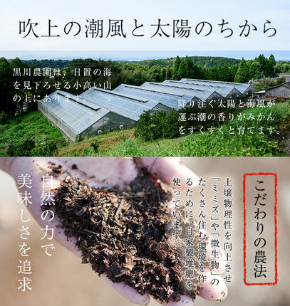鹿児島県日置市のふるさと納税 No.211 ＜先行予約受付中！2026年2月下旬～3月下旬までの間に発送＞みかんの大トロ！幻の柑橘「せとか」(約3kg) みかん ミカン 柑橘 せとか 青果 果実 鹿児島 常温 常温保存【黒川農園】