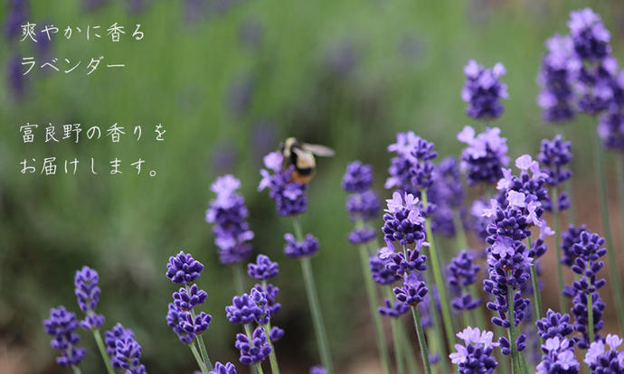 北海道上富良野町のふるさと納税 【2025年9月上旬から順次お届け】 富良野 花七曜 上富良野ラベンダーリース【プロヴァンス】ドライフラワー リース 植物 装飾品 インテリア