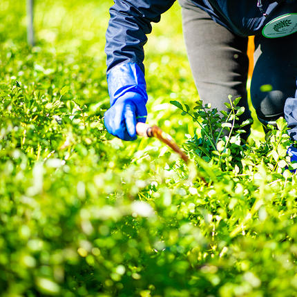 茨城県筑西市のふるさと納税 みくにクレソン100g×15袋 美容 健康 野菜 スーパーフード クレソン [CY004ci]