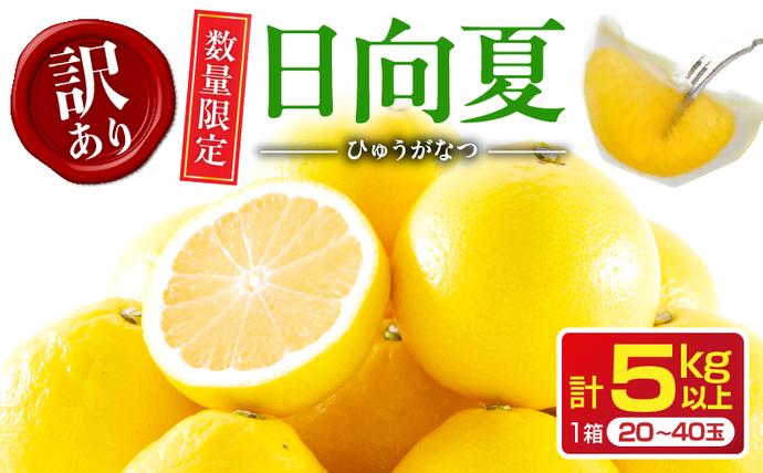訳あり 日向夏 計5kg以上 期間限定 数