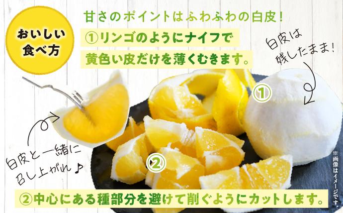 宮崎県日南市のふるさと納税 訳あり 日向夏 計5kg以上 期間限定 数量限定 果物 フルーツ くだもの 柑橘 みかん 令和8年発送 ジュース フルーツサンド おやつ デザート 国産 食品 おすすめ バラ詰め おすそ分け ご家庭用 手土産 宮崎県 日南市 送料無料_BB98-23