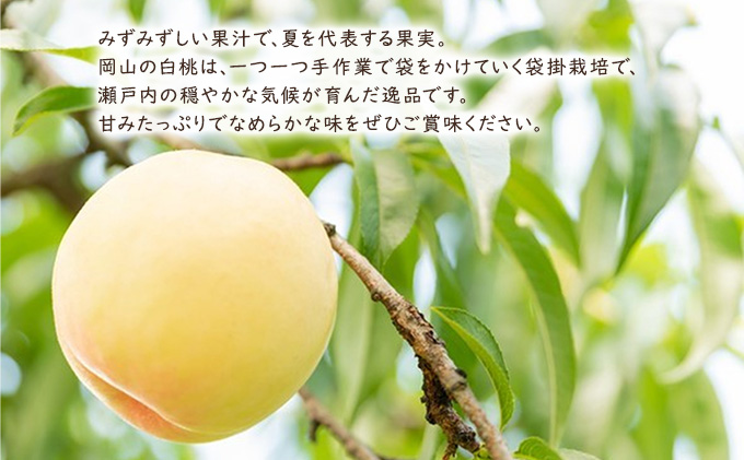 岡山県里庄町のふるさと納税 桃 【 2026年 先行予約 】 岡山県産 清水 白桃 （ 白桃 ） 約2kg（6～7玉） 《2026年7月中旬～8月上旬頃出荷》 白桃 岡山 フルーツ 果物 先行予約 数量限定 期間限定 里庄町 モモ もも