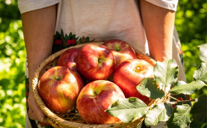 長野県駒ヶ根市のふるさと納税 2026年産 少人数家庭にぴったり！長野県産「シナノスイート」りんご（3kg） 果物 フルーツ デザート 食後 強い甘み ジューシー 爽やか 皮薄い 丸かじり 秋の味覚 旬