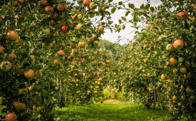 長野県駒ヶ根市のふるさと納税 2026年産 少人数家庭にぴったり！長野県産「シナノスイート」りんご（3kg） 果物 フルーツ デザート 食後 強い甘み ジューシー 爽やか 皮薄い 丸かじり 秋の味覚 旬