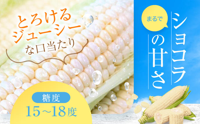 北海道富良野市のふるさと納税 【2026年7月発送】富良野産 ホワイトコーン『ホワイトショコラ』BIG 2Lサイズ10本 とうもろこし
