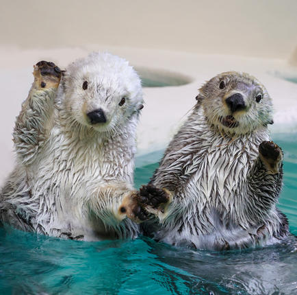 9-01鳥羽水族館 年間パスポート 幼児 / 三重県鳥羽市 | セゾンの