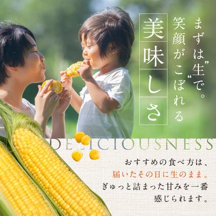 岡山県瀬戸内市のふるさと納税 ［2026年先行予約］牛窓産とうもろこし まるでフルーツ！最高糖度25度超え 生で甘い、茹でて美味い！ 黄色 とうもろこし 「桃太郎コーン」約4kg（8～12本入り） 野菜