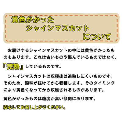岡山県里庄町のふるさと納税 ぶどう2026年 先行予約 岡山 名産 晴王 シャイン マスカット たっぷり2kg！9月上旬以降順次発送 ギフトにも ブドウ 葡萄 岡山県産 国産 フルーツ 果物 ギフト用 贈答用 皮ごと 種なし 産地直送