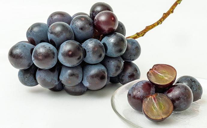 岡山県瀬戸内市のふるさと納税 ぶどう 2026年 先行予約 ニュー ピオーネ 2房（1房480g以上）約1kg 化粧箱入り ブドウ 葡萄  岡山県産 国産 フルーツ 果物 ギフト 甘みが強い 酸味 皮離れがいい 大粒 食べ応え