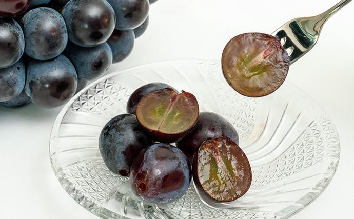 岡山県瀬戸内市のふるさと納税 ぶどう 2026年 先行予約 ニュー ピオーネ 2房（1房480g以上）約1kg 化粧箱入り ブドウ 葡萄  岡山県産 国産 フルーツ 果物 ギフト 甘みが強い 酸味 皮離れがいい 大粒 食べ応え