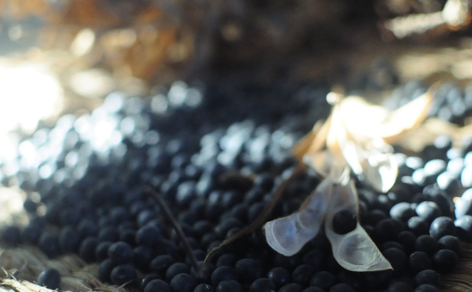 兵庫県加西市のふるさと納税 黒大豆 小豆 セット KURO 丹波黒 2本 AKA 丹波大納言小豆 食べ比べ ten 国産 豆 マメ だいず ダイズ くろだいず あずき アズキ 黒豆 くろまめ 野菜 産地直送 おやつ 健康 おつまみ つまみ お正月 食べ比べセット 兵庫県 兵庫