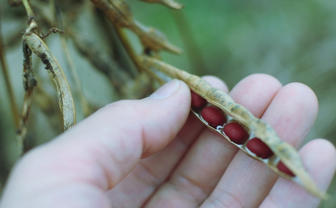 兵庫県加西市のふるさと納税 黒大豆 小豆 セット KURO 丹波黒 2本 AKA 丹波大納言小豆 食べ比べ ten 国産 豆 マメ だいず ダイズ くろだいず あずき アズキ 黒豆 くろまめ 野菜 産地直送 おやつ 健康 おつまみ つまみ お正月 食べ比べセット 兵庫県 兵庫