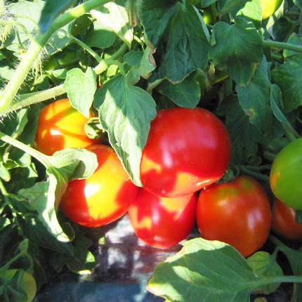 完熟トマトジュースお試しセットE（プレミアム缶3本・食塩無添加缶3本）