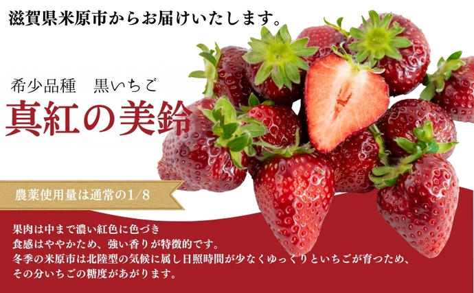 滋賀県米原市のふるさと納税 希少品種黒色 いちご「真紅の美鈴（しんくのみすず）」黒いちご 本州限定 苺 イチゴ 果物 フルーツ