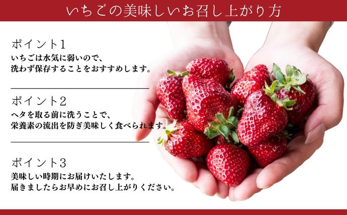 滋賀県米原市のふるさと納税 希少品種黒色 いちご「真紅の美鈴（しんくのみすず）」黒いちご 本州限定 苺 イチゴ 果物 フルーツ