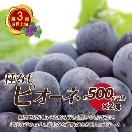 島根県邑南町のふるさと納税 【先行予約】【数量限定】新鮮フルーツの定期便 年4回お届け（さくらんぼ佐藤錦、冷凍ブルーベリー、ピオーネ、シャインマスカット）　