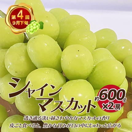 島根県邑南町のふるさと納税 【先行予約】【数量限定】新鮮フルーツの定期便 年4回お届け（さくらんぼ佐藤錦、冷凍ブルーベリー、ピオーネ、シャインマスカット）　